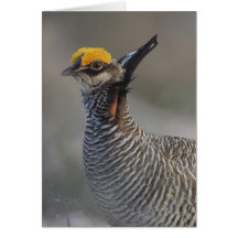 Endangered Lesser Prairie Chicken Note Card