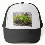 Endangered mat-forming quillwort (Isoetes tegetifo hats