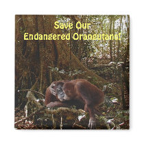 Endangered Orangutans Primates Wildlife Art Magnet