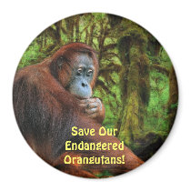Endangered Orangutans Red Apes Wildlife Art Magnet