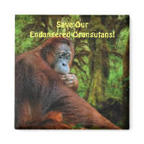 Endangered Orangutans Red Apes Wildlife Art Magnet