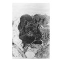 Endangered posters