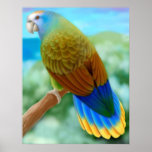 Endangered St Vincent Parrot Poster posters