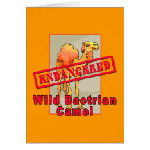 Endangered Wild Bactrian Camel Tshirts Greeting Cards