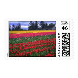 Endless Colors Of Tulips stamp