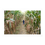 autumn, boy, fall, child, corn, corn maze, iowa,