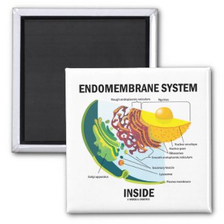 Endomembrane System Inside Fridge Magnets
