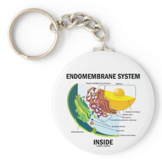 Endomembrane System Inside Key Chain