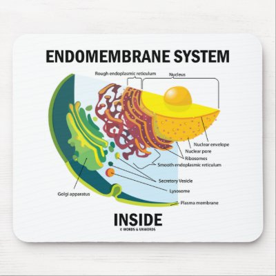 Endomembrane System