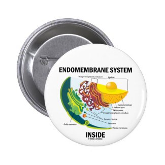 Endomembrane System Inside Pins