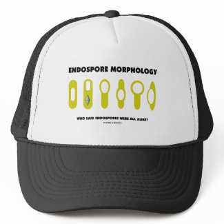 Endospore Morphology Who Said Endospores Were All hat