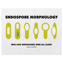 Endospore Morphology - Who Said Were All Alike? flyers