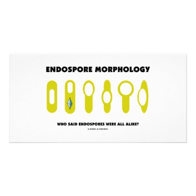 Images Of Endospores