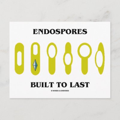 Endospore Cycle
