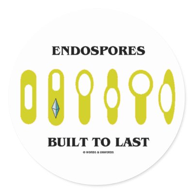 endospore of bacteria