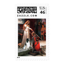 Engilsh Springer 7 - The Accolade Stamp