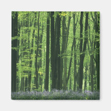 England, Beech forest & Bluebells Fridge Magnet