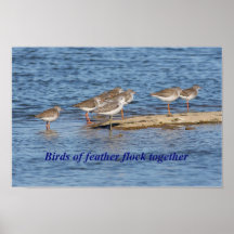 English Bird Proverb Posters