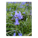 english, bluebell, woodland