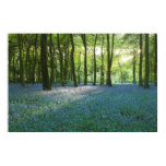 bluebells, woods, spring, english, british,