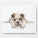 English Bull Dog Mousepad by petpupz English Bull Dog Mousepad