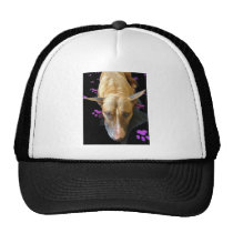 English Bull Terrier Hat Baseball Cap