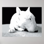 English Bull Terrier, Pop Art Print
