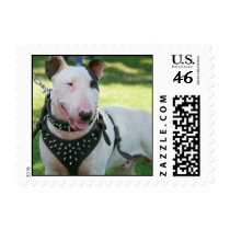 English bull terrier postage