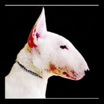 English bull terrier poster posters