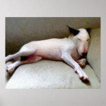 English Bull Terrier Print