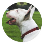 English Bull Terrier Stickers