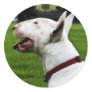 English Bull Terrier Stickers