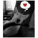 english bull terrier valentine t-shirts by inakiss english bull terrier valentine t-shirts