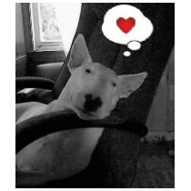 english bull terrier valentine t-shirts by inakiss english bull terrier valentine t-shirts