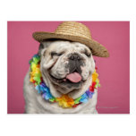 English Bulldog (18 months old) wearing a straw Postcards