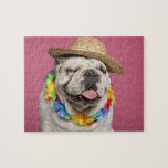 English Bulldog (18 months old) wearing a straw Puzzle