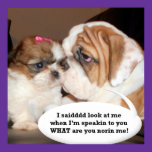 English Bulldog Attention Poster posters