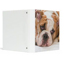 English Bulldog 3 Ring Binder