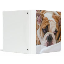 English Bulldog 3 Ring Binders