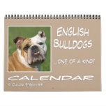 English bulldog Calendar 2011