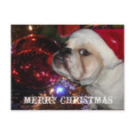 English Bulldog Christmas Post Card