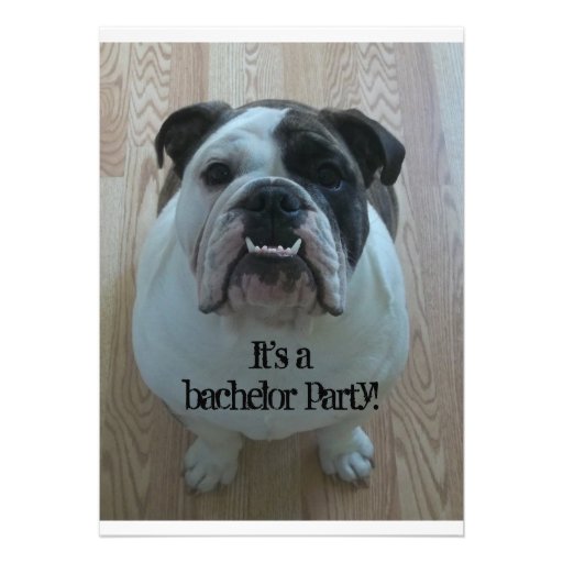 English Bulldog Cool Bachelor Party Invitations