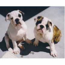 English Bulldog Daisy & Bricks Photo Sculpture