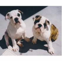 English Bulldog Daisy & Bricks Photo Sculpture photo sculptures by kbowker English Bulldog Daisy & Bricks Photo Sculpture photo sculptures