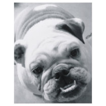 English Bulldog flyers