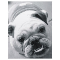 English Bulldog letterhead by halleey English Bulldog letterhead