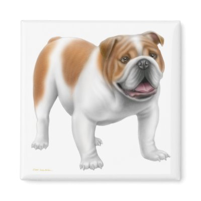 English Bulldog Magnet