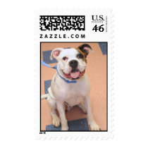 English Bulldog Mix Photo Postage