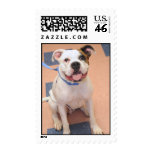 English Bulldog Mix Photo postage