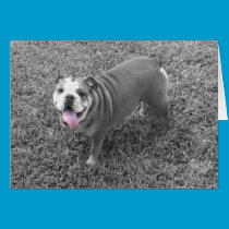 english bulldog named Gucci cards
